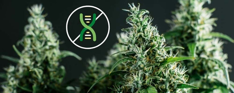 Bessere Genetik bei Autoflowering Cannabis