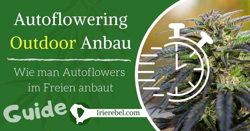 Wie man Autoflowering-Cannabis im Freien anbaut - Autoflowering Outdoor Anbau Anleitung