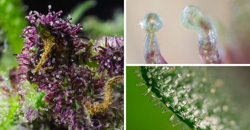 Die verschiedenen Gruppen der Trichome