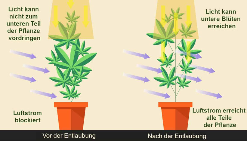cannabis vor und nach der entlaubung