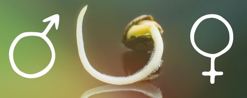 Autoflowering Samen sind weiblich