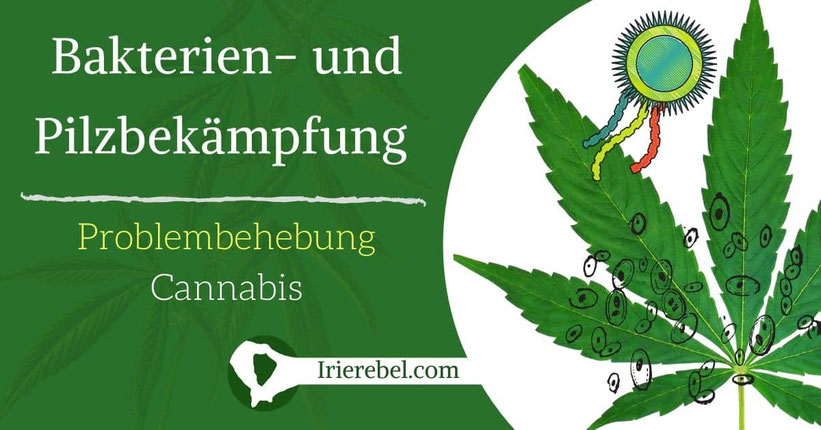 Bakterien- und Pilzbekämpfung bei Cannabis-Pflanzen