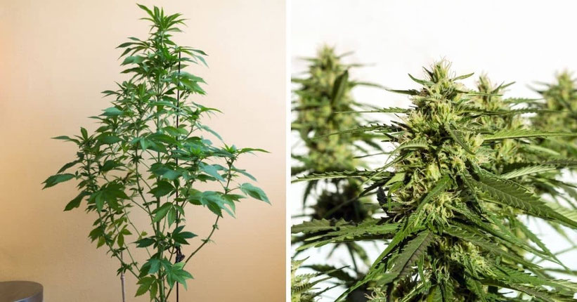 Indica vs. Sativa – Wirkung