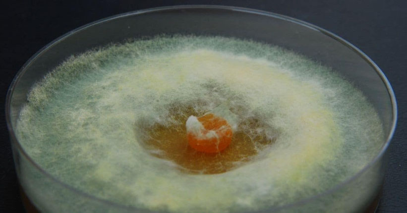 Trichoderma - Nützliche Pilze