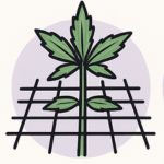SCROG – Screen of Green