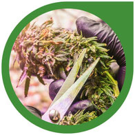 Cannabis trimmen