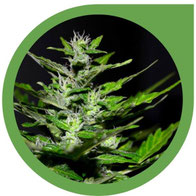 Die Blütephase - Produktives Stadium Cannabis