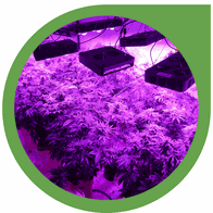 LED Grow Lampen Kaufberatung: Tipps beim Kauf von LED-Panels