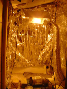 Indoor Growroom vorbereiten, Cannabis Anbau, Hanfanbau