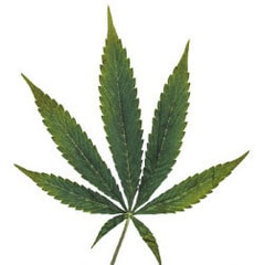 Kupfermangel cannabis frühes Stadium