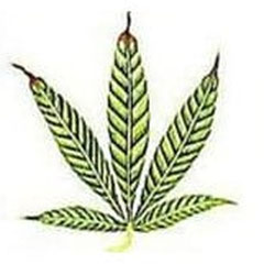 Zink Mangel Cannabis fortgeschrittenes Stadium