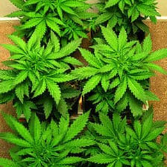 cannabis wachstum woche 4