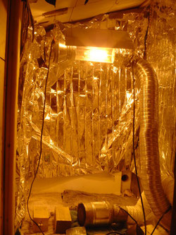 Indoor Growroom vorbereiten, Cannabis Anbau, Hanfanbau