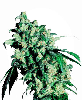 Super Skunk Cannabis Sorte
