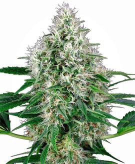 Pure Power Plant Cannabis Sorte