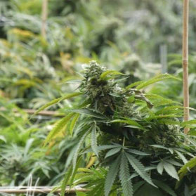 Unterstützen der Autoflowering-Pflanzen im Freien