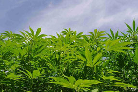 Hanfplantage,hanffeld im freien,outdoor,