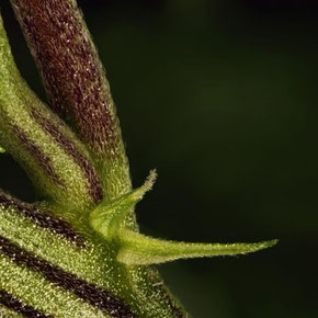 Cannabis Nodien