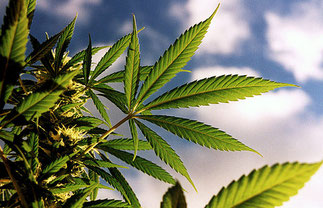 Nährstoffe & Mangelerscheinungen in der Wachstumsphase von Hanf Cannabis