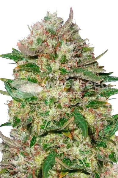 24K Gold feminisierte Cannabis Samen