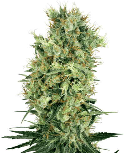 Cali Orange Bud Reguläre Hanfsamen