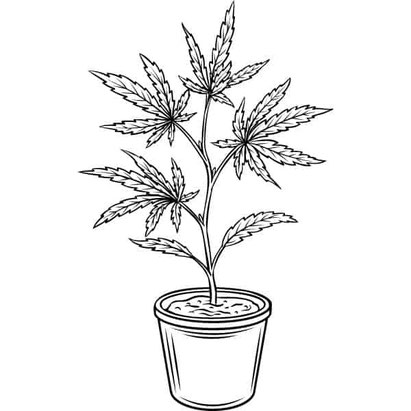 cannabis in töpfen