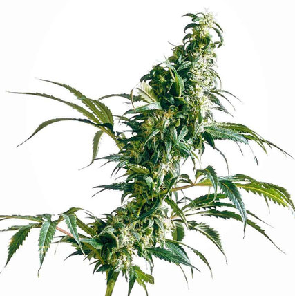 Mexican Sativa Cannabis Sorte