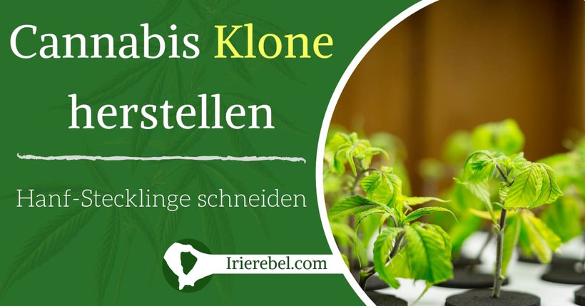 Cannabis Klone herstellen - Hanf Stecklinge herstellen