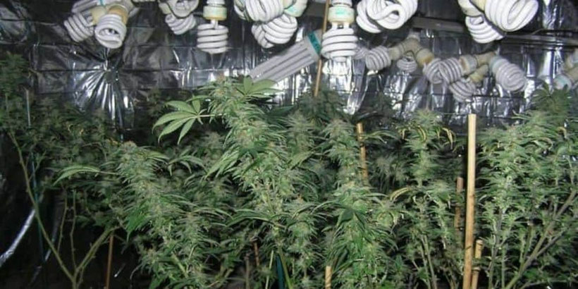 Cannabis in Blütephase unter CFL Lampen