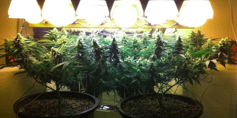 SCROG mit CFL Lampen