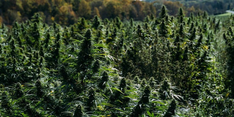 große cannabis pflanzen ernten