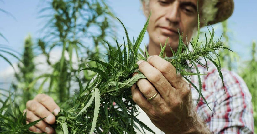 Wofür wird Cannabis verwendet