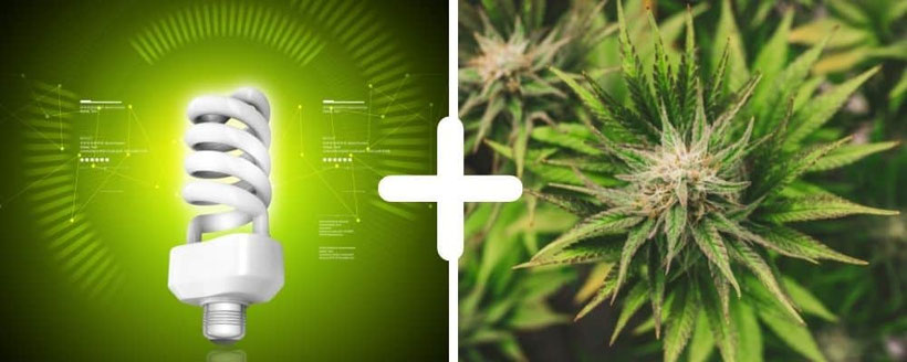 cannabis anbau mit kompaktleuchtstofflampen
