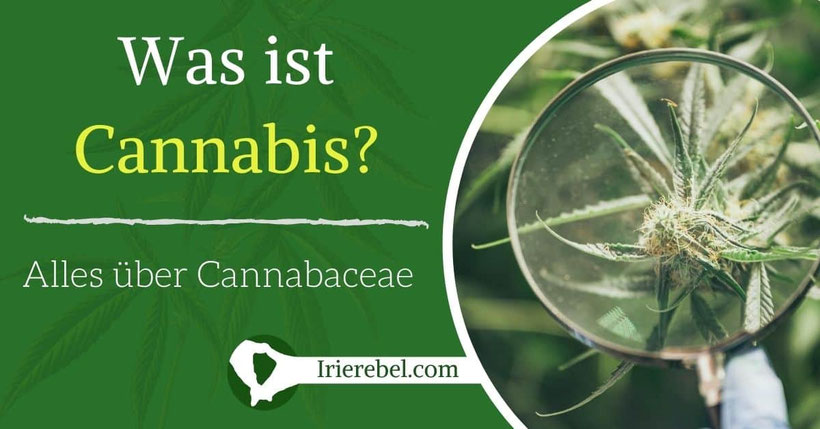 Was ist Cannabis - Alles über die Cannabis-Gattungen Cannabaceae