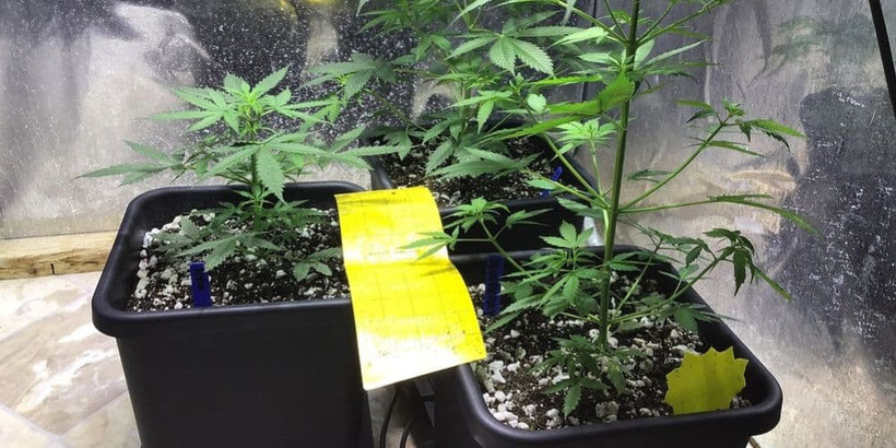 Das Autopot-System verstehen und erfolgreich einsetzen