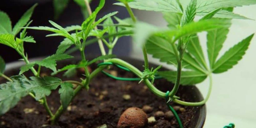 Allgemeines Low-Stress-Training (LST)