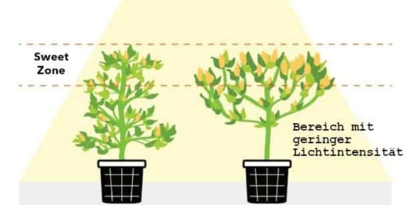 Sweet Spot Beleuchtung Cannabis