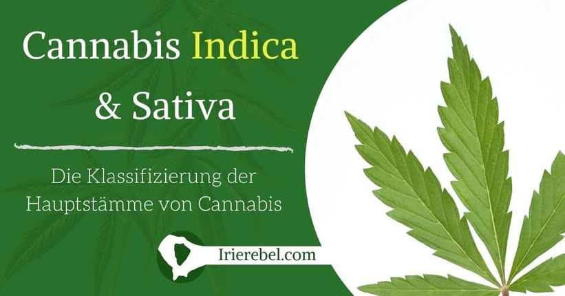 Cannabis Indica & Cannabis Sativa - Die Klassifizierung der Hauptstämme von Cannabis
