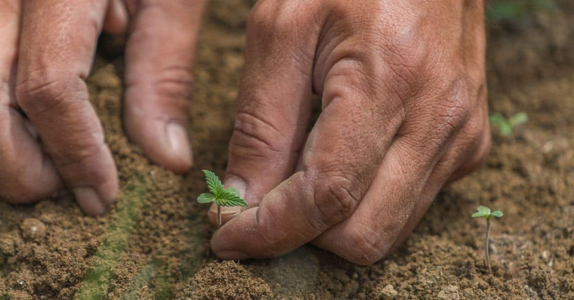Autoflowering Samen in Erde keimen lassen
