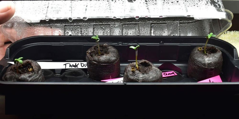Autoflowering Samen in einem Minigewächshaus keimen
