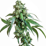 Northern Lights
