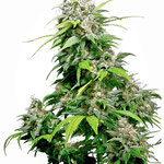 California Indica
