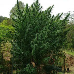 Outdoor Cannabis Pflanzen