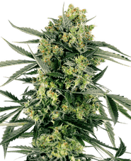 Blueberry Zkittlez Automatic Hanfsamen