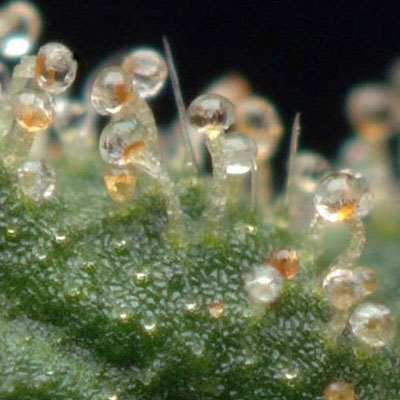 Trichome Cannabis 3