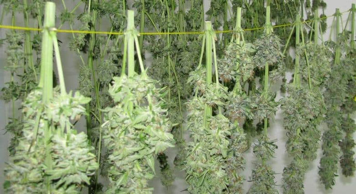 cannabis trocknen