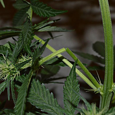 gebrochener cannabis zweig