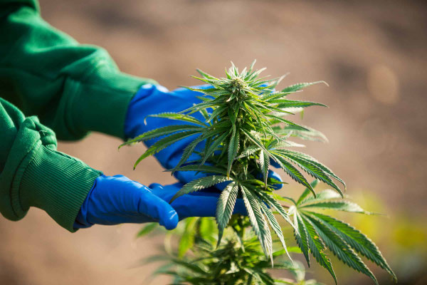 Outdoor Cannabis