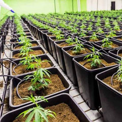 Tropfbewässerungssystem Cannabisanbau