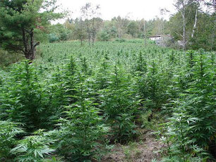 Hanf Cannabis Pflanzen in der Blütephase Outdoor Düngen 